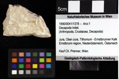 Foto (Objket + Etiketten) von Decapoda indet. 